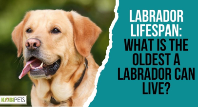 Labrador Lifespan: What Is The Oldest A Labrador Can Live?