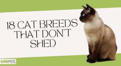 18 Cat Breeds That Don’t Shed