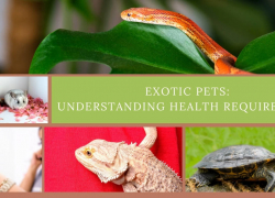 Exotic Pets: Understanding Health Requirements