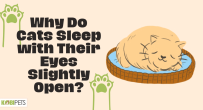 Why Do Cats Sleep with Their Eyes Slightly Open?