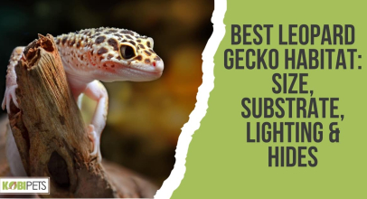 Best Leopard Gecko Habitat: Tank Size, Substrate, Lighting & Hides