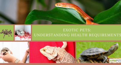 Exotic Pets: Understanding Health Requirements