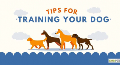 Tips for Training Your Dog