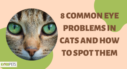 8 Common Eye Problems in Cats and How to Spot Them