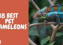 18 Best Pet Chameleons