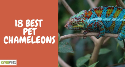 18 Best Pet Chameleons