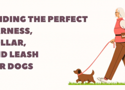 Finding the Perfect Harness, Collar, and Leash for Dogs