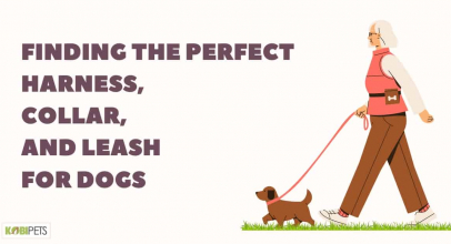 Finding the Perfect Harness, Collar, and Leash for Dogs