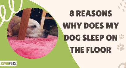 8 Reasons Why Does My Dog Sleep On The Floor