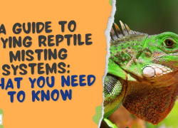 A Guide to Buying Reptile Misting Systems: What You Need to Know