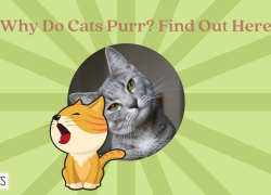 Why Do Cats Purr? Find Out Here
