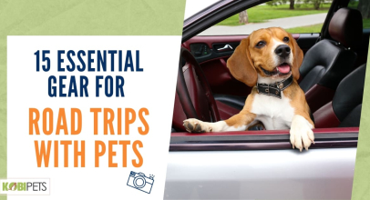 15 Essential Gear for Road Trips with Pets