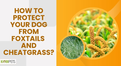 How to Protect Your Dog From Foxtails and Cheatgrass?