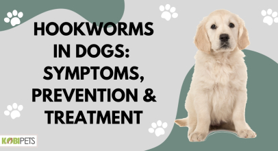 Hookworms In Dogs – Symptoms, Prevention & Treatment