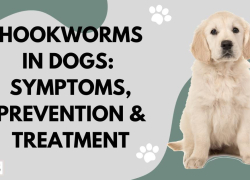 Hookworms In Dogs – Symptoms, Prevention & Treatment
