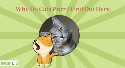 Why Do Cats Purr? Find Out Here