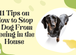 11 Tips on How to Stop a Dog From Peeing in the House