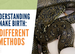 Understanding Snake Birth: 3 Different Methods