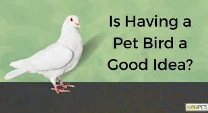 Is Having a Pet Bird a Good Idea?