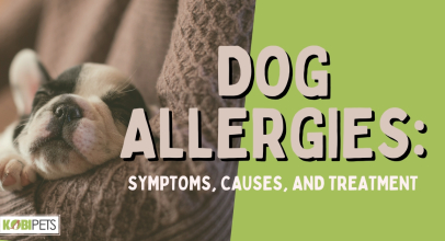 Dog Allergies: Symptoms, Causes, and Treatment