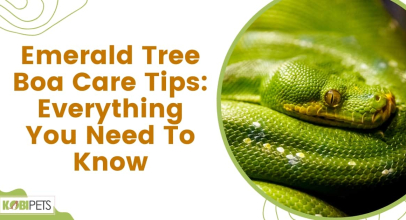 Emerald Tree Boa Care Tips: Everything You Need To Know