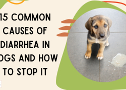 15 Common Causes of Diarrhea in Dogs and How to Stop It