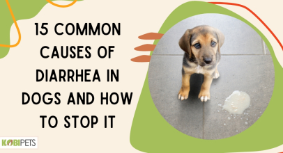 15 Common Causes of Diarrhea in Dogs and How to Stop It