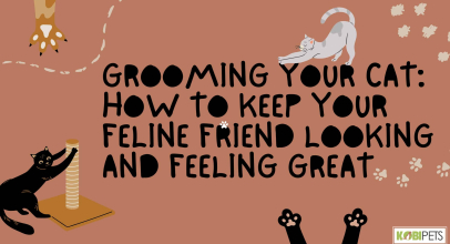 Grooming Your Cat: How to Keep Your Feline Friend Looking and Feeling Great