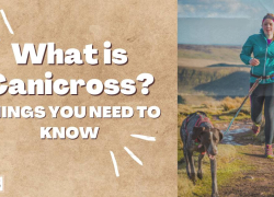 What is Canicross? Things You Need To Know