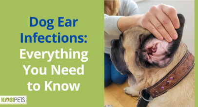 Dog Ear Infections: Everything You Need to Know