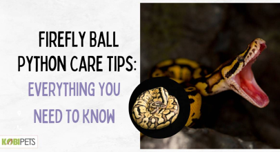 Firefly Ball Python Care Tips: Everything You Need To Know