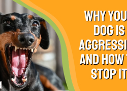 Why Your Dog Is Aggressive and How to Stop It