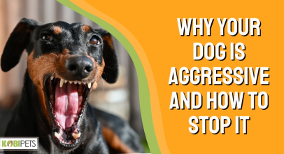 Why Your Dog Is Aggressive and How to Stop It