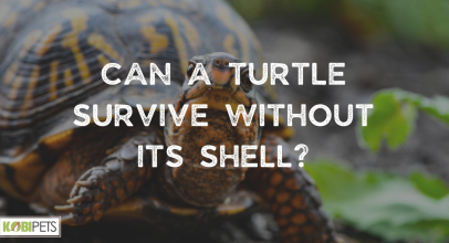 Can A Turtle Survive Without Its Shell?
