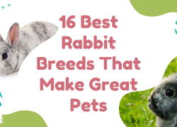 16 Best Rabbit Breeds That Make Great Pets