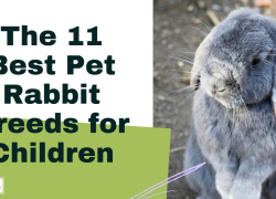 The 11 Best Pet Rabbit Breeds for Children