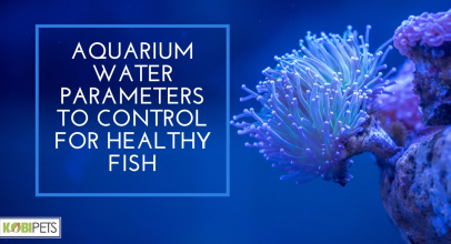 Aquarium Water Parameters to Control for Healthy Fish