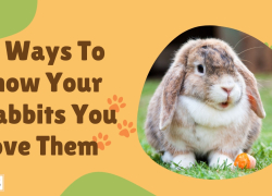 11 Ways To Show Your Rabbits You Love Them
