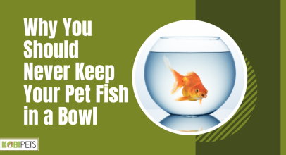 Why You Should Never Keep Your Pet Fish in a Bowl