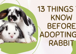 13 Things To Know Before Adopting a Rabbit
