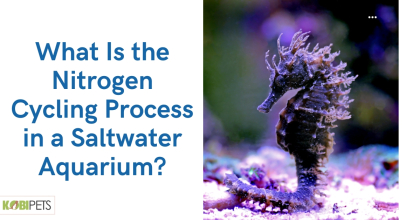What Is the Nitrogen Cycling Process in a Saltwater Aquarium?