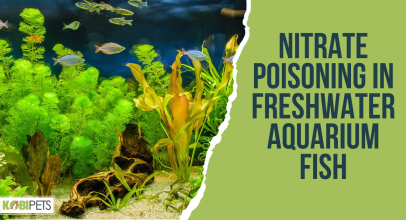 Nitrate Poisoning in Freshwater Aquarium Fish