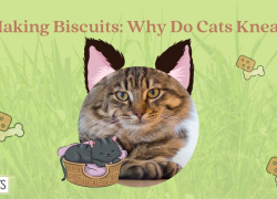 Making Biscuits: Why Do Cats Knead?
