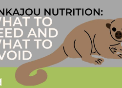 Kinkajou Nutrition: What to Feed and What to Avoid