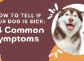 How to Tell if Your Dog Is Sick: 14 Common Symptoms