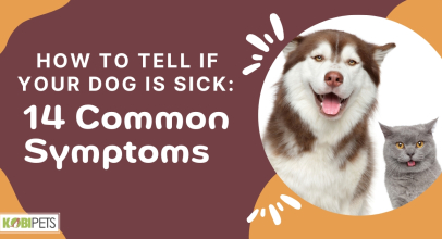 How to Tell if Your Dog Is Sick: 14 Common Symptoms