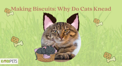 Making Biscuits: Why Do Cats Knead?
