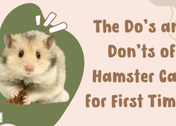 The Do’s and Don’ts of Hamster Care for First Timers