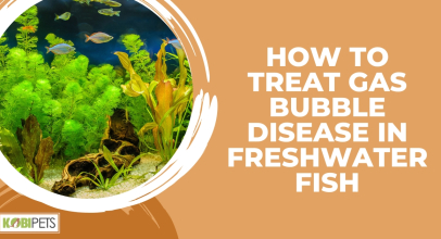 How to Treat Gas Bubble Disease in Freshwater Fish