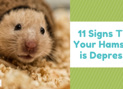 11 Signs That Your Hamster is Depressed